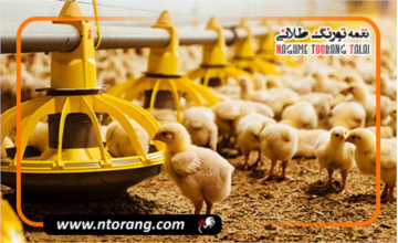 چگونه مقدار دان مصرفی روزانه طیور را دقیق محاسبه کنیم؟